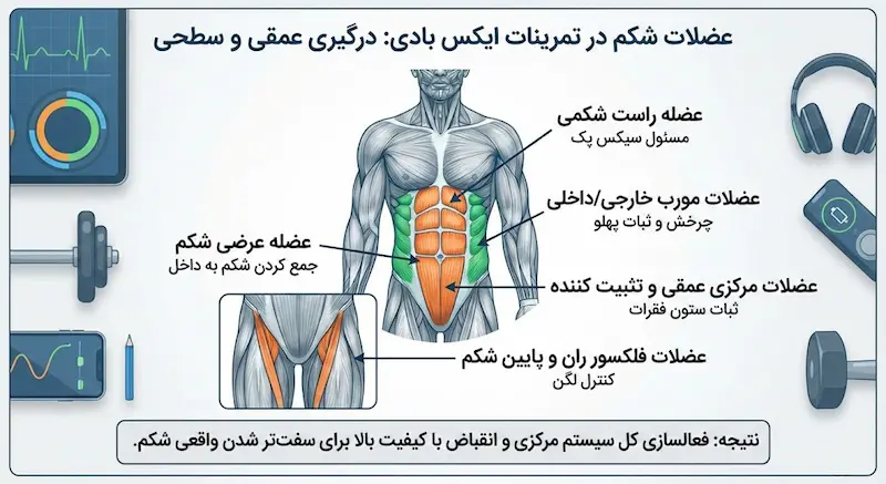 کدام عضلات شکم در تمرینات ایکس بادی بیشتر درگیر میشوند؟